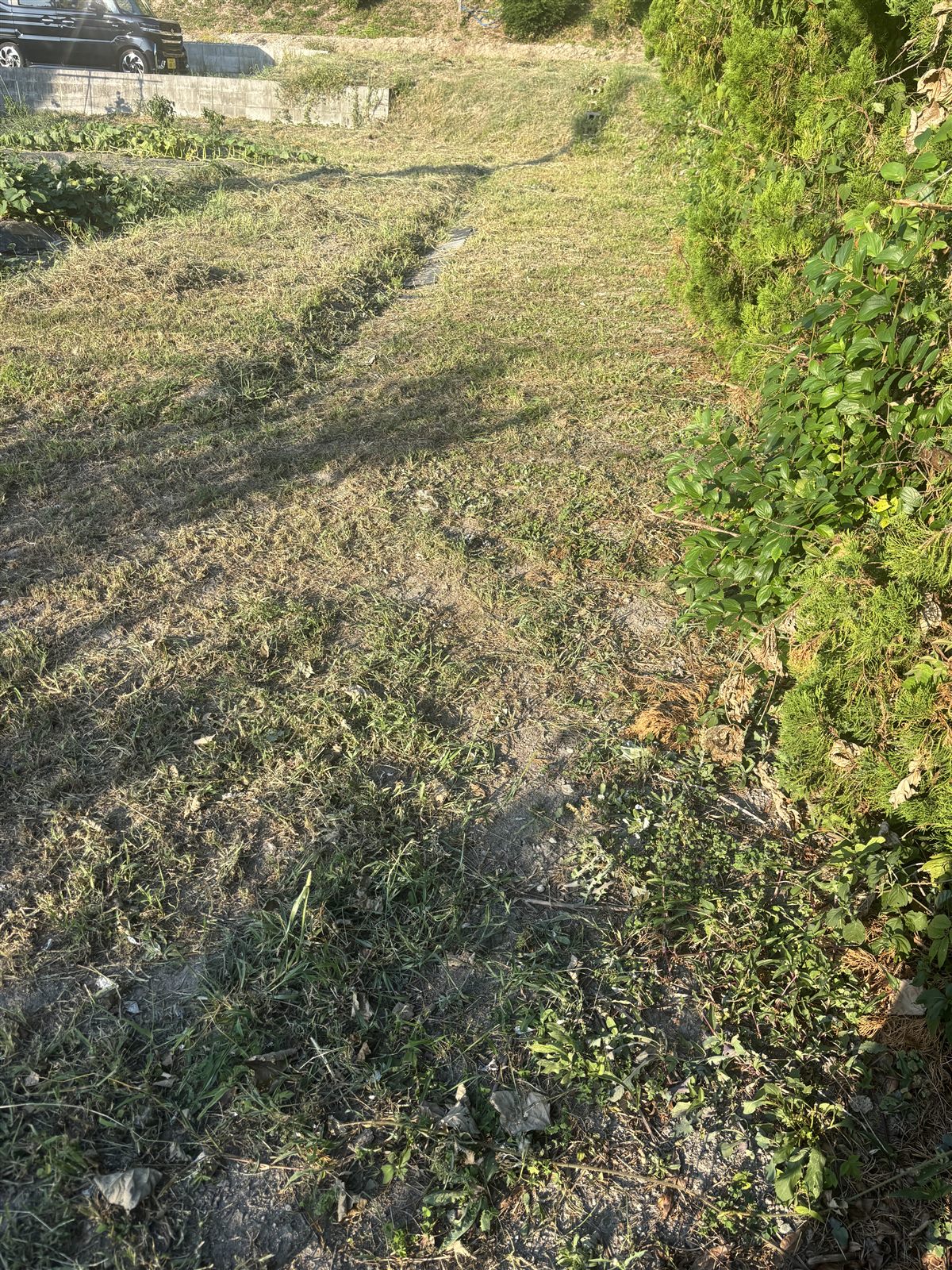 生垣ぎわを刈り終えた斜面